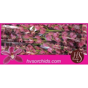 CYMB T BRYCE 80 CM
