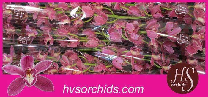 <h4>CYMB T BRYCE 80 CM</h4>