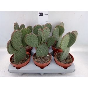 Opuntia microdasys