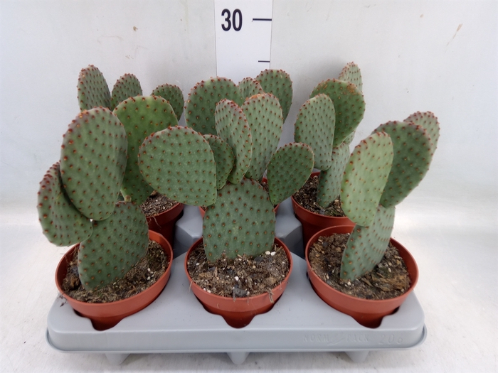 <h4>Opuntia microdasys</h4>