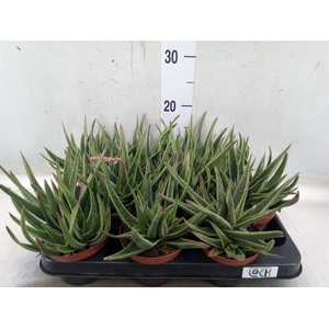 Gasteria