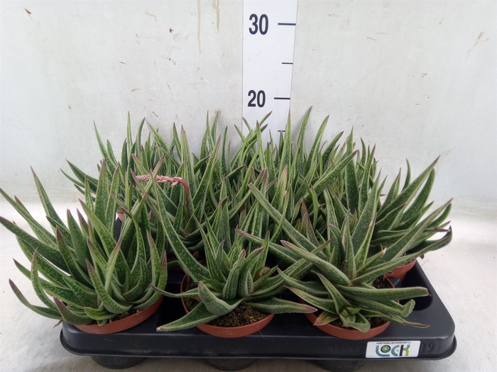 <h4>Gasteria</h4>