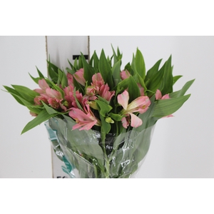 ALSTROEMERIA DUBAI 080 CM