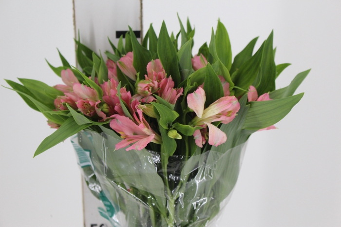 <h4>ALSTROEMERIA DUBAI 080 CM</h4>
