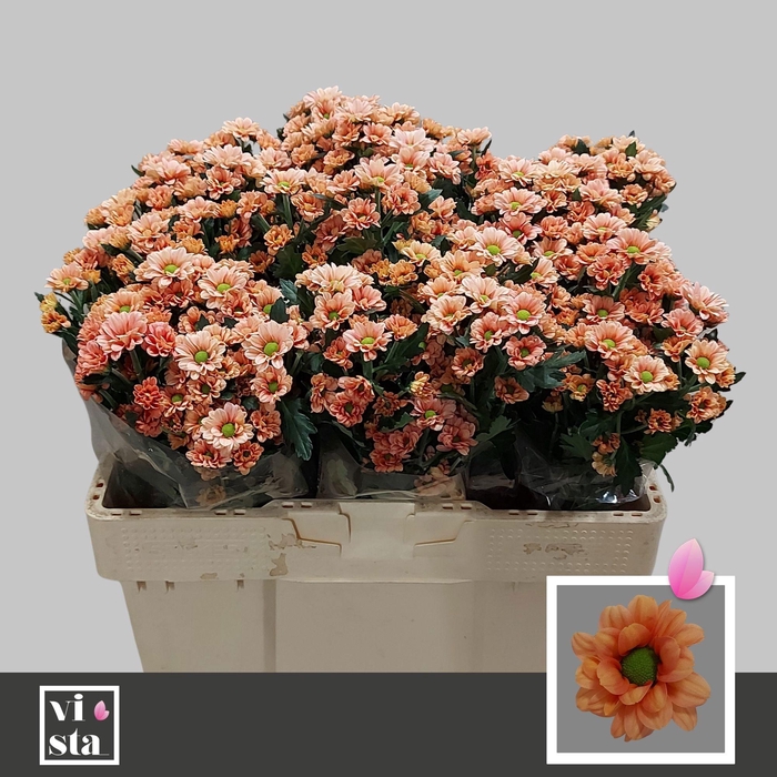 <h4>Chr S Babette</h4>