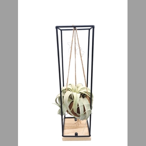 TILLANDSIA XEROGRAPH