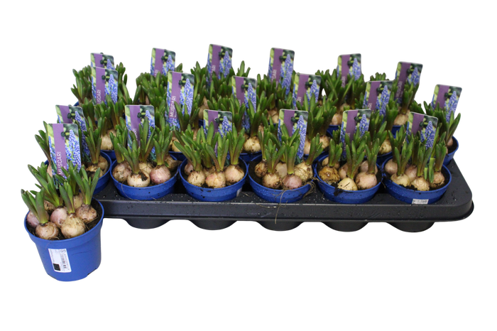 <h4>Bol op pot Muscari Marleen 9cm</h4>