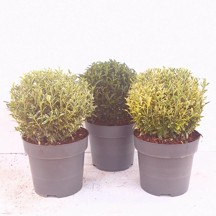 <h4>Euonymus japonicus</h4>