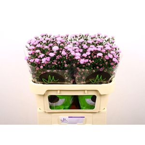 ASTER N-B 'DOUBLE DATE PINK'