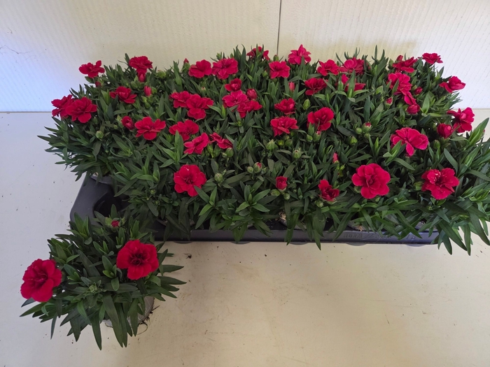 <h4>DIAN OSC CHERRY</h4>