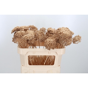 Ammi Zaad Kl Bh Antiek Goud