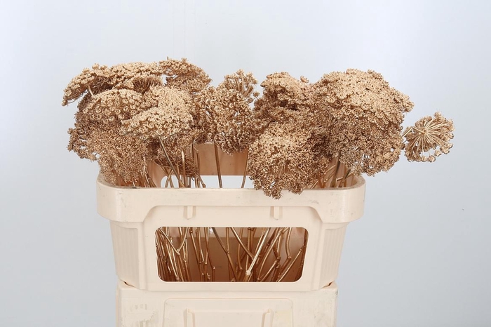 <h4>Ammi Zaad Kl Bh Antiek Goud</h4>