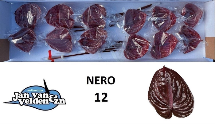 <h4>Anth A Nero</h4>