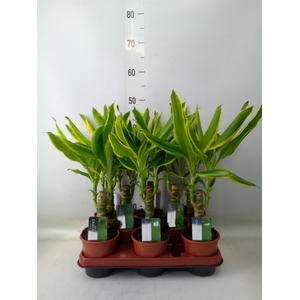 Dracaena frag. 'Golden Coast'