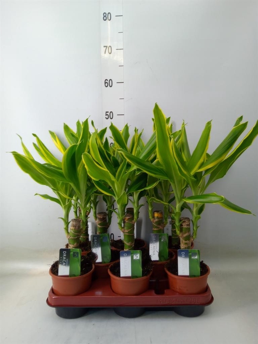 <h4>Dracaena frag. 'Golden Coast'</h4>