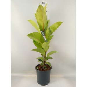 Ficus elastica   ...