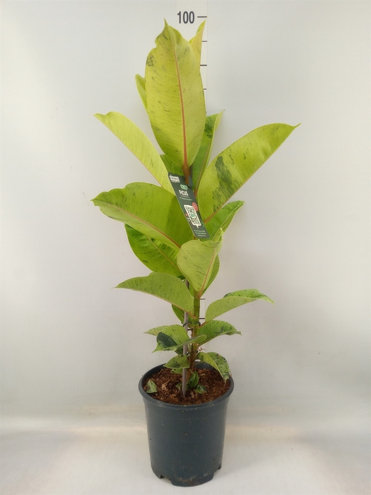 <h4>Ficus elastica   ...</h4>