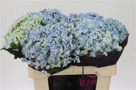 <h4>Hydr Popcorn</h4>