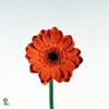 PET VIVINI BLUE STAR