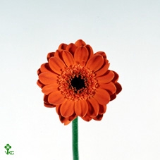 PET VIVINI BLUE STAR