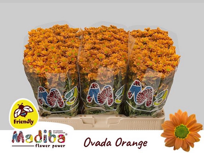 <h4>Chr San Madiba Ovada Orange Monnikenwaard</h4>