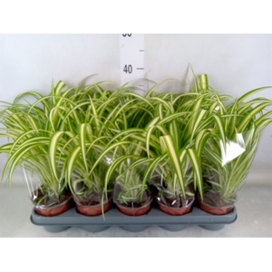 Chlorophytum com. 'Variegatum'
