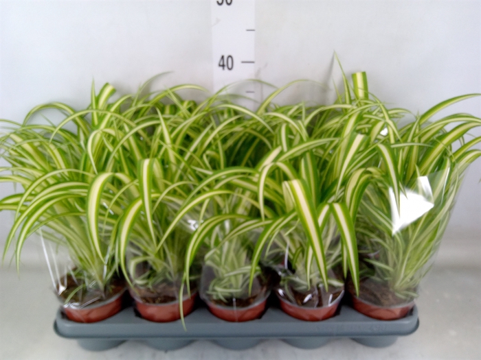 <h4>Chlorophytum com. 'Variegatum'</h4>