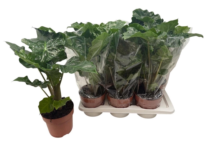 <h4>ALOC LOW RIDER</h4>