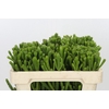 Kaaps Groen Albigreen