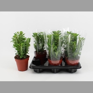 EUPHOR TRIGONA