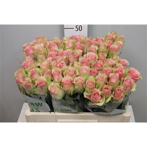 R Gr Belle Rose