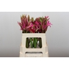 Nerine Mix