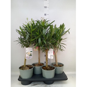 Nerium oleander   ...