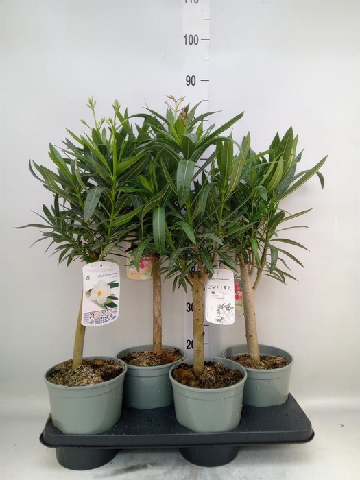 <h4>Nerium oleander   ...</h4>
