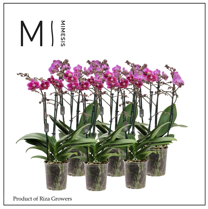 <h4>Phalaenopsis Multi Purple 3 spike - 12cm | Mimesis</h4>