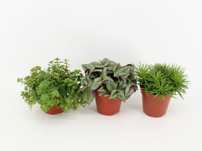 <h4>Pure Green mix soorten : Rhipsalis, Tradescantia, Sedum</h4>