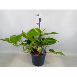 Epipremnum pinn. 'Aureum'  HG