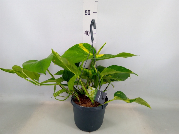 <h4>Epipremnum pinn. 'Aureum'  HG</h4>