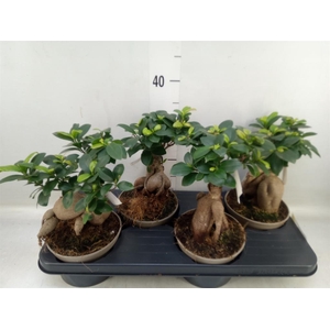 Ficus microcarpa 'Ginseng'