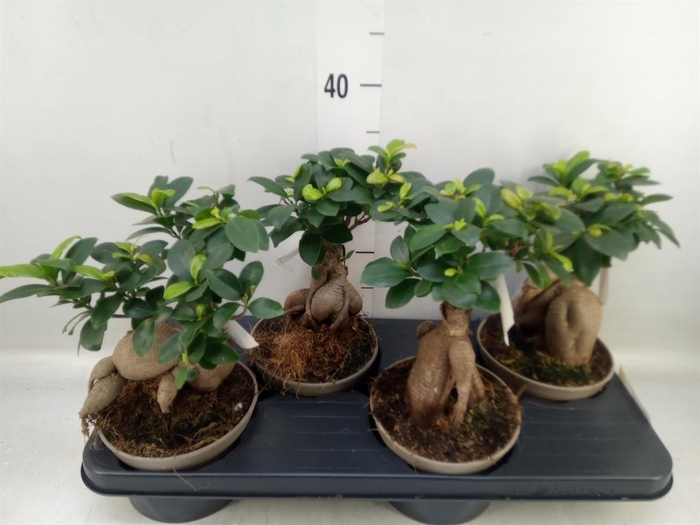 <h4>Ficus microcarpa 'Ginseng'</h4>