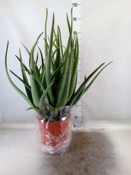 <h4>Aloe vera</h4>