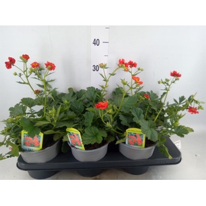 Geum chiloense 'Mrs Bradshaw'