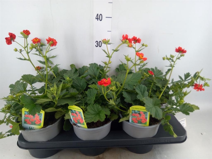 <h4>Geum chiloense 'Mrs Bradshaw'</h4>