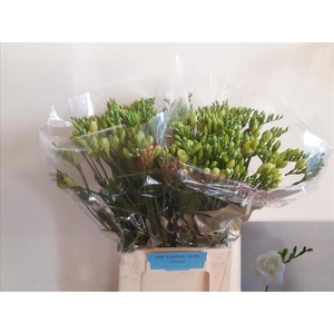 Freesia du Versailles