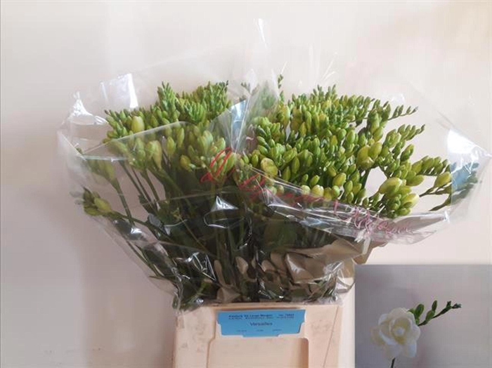 <h4>Freesia du Versailles</h4>