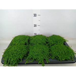 Soleirolia soleirolii   ...green