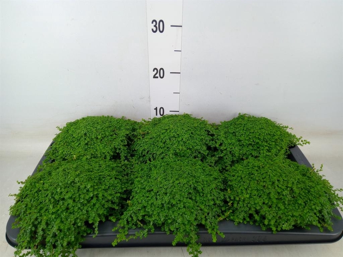 <h4>Soleirolia soleirolii ...green</h4>