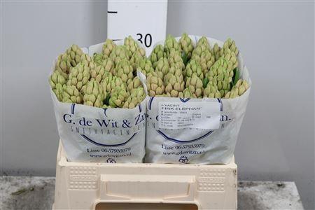 <h4>Hyac Pink Elephant</h4>