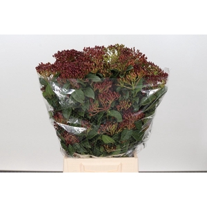 Viburnum Metalberry Red