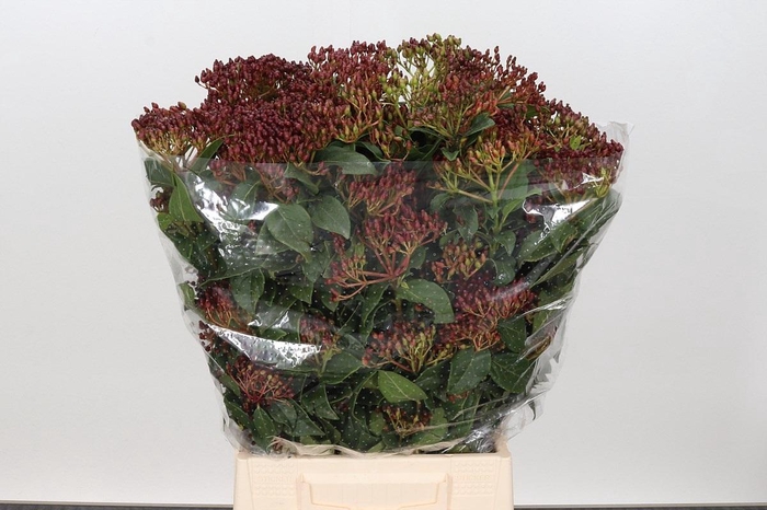 <h4>Viburnum Metalberry Red</h4>